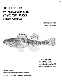 The Life History of the Slough Darter, Etheostoma Gracile (Pisces, Percidae)