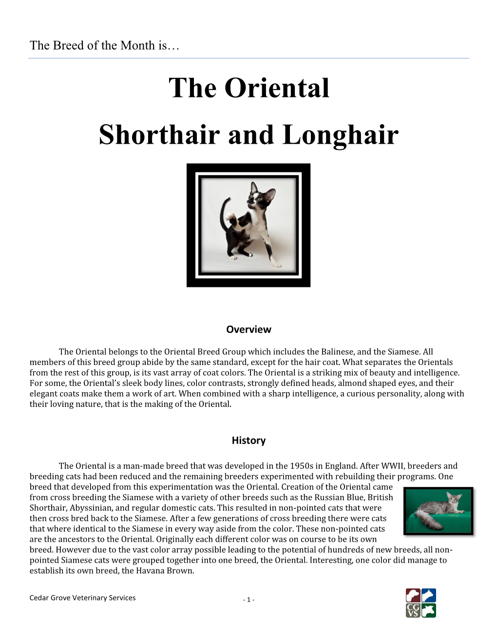 The Oriental Shorthair and Longhair