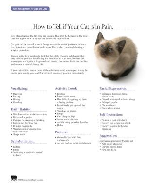 How to Tell If Your Cat Is in Pain