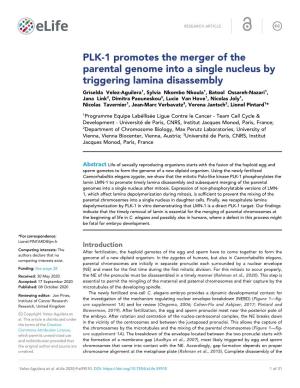 PLK-1 Promotes the Merger of the Parental Genome Into A