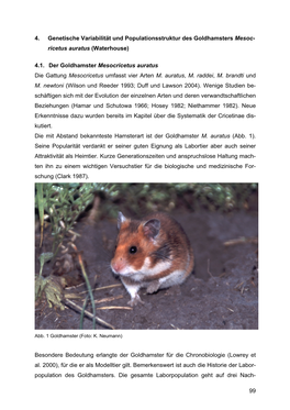 4.1. Der Goldhamster Mesocricetus Auratus Die Gattung Mesocricetus Umfasst Vier Arten M