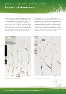 Grasses-Panicum-Mindanaense