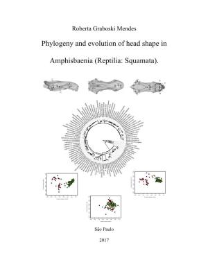 Phylogeny and Evolution of Head Shape in Amphisbaenia