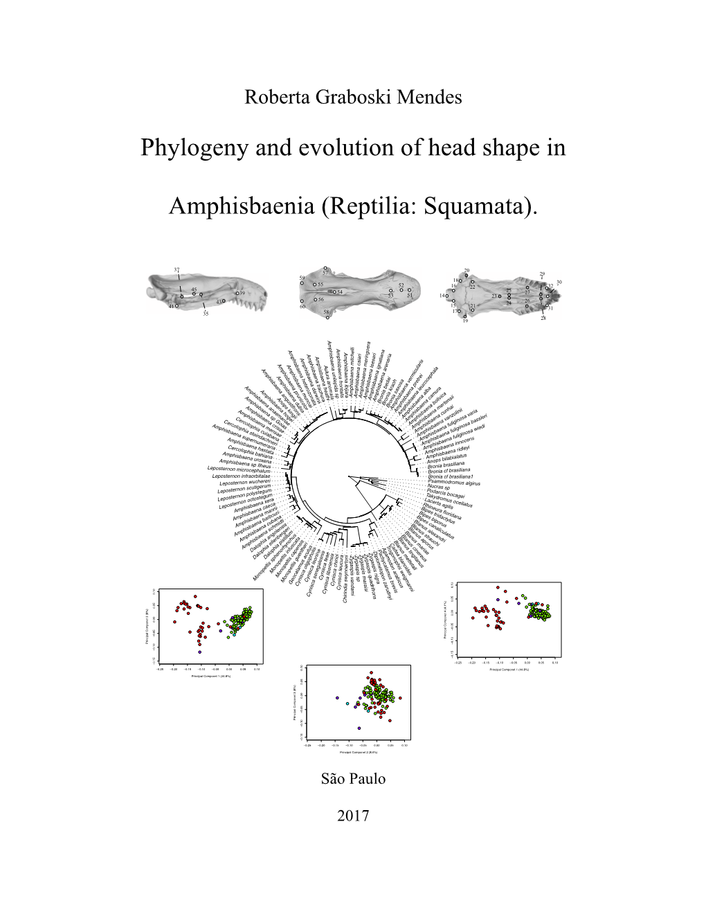 Phylogeny and Evolution of Head Shape in Amphisbaenia