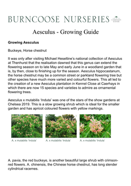 Aesculus - Growing Guide