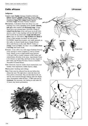Ce/Tis Africana Ulmaceae