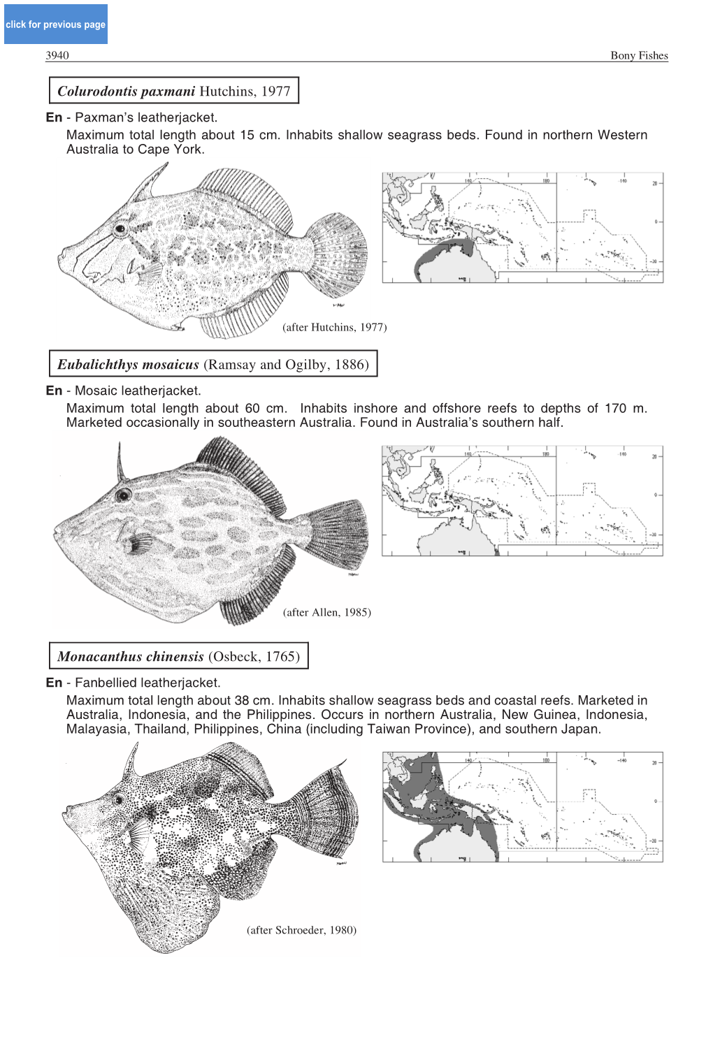 Monacanthus Chinensis (Osbeck, 1765) En - Fanbellied Leatherjacket