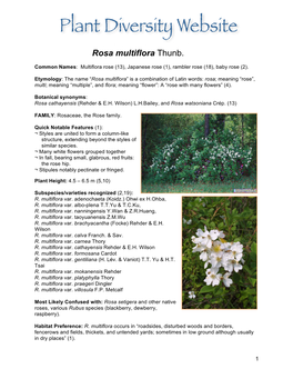Rosa Multiflora Thunb