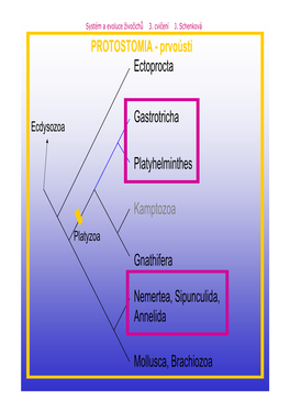 Ectoprocta Platyhelminthes Kamptozoa Gnathifera Nemertea