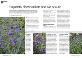 Caryopteris, Nieuwe Cultivars Beter Dan De Oude