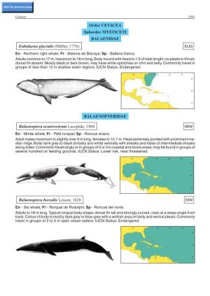 Order CETACEA Suborder MYSTICETI BALAENIDAE Eubalaena Glacialis (Müller, 1776) EUG En - Northern Right Whale; Fr - Baleine De Biscaye; Sp - Ballena Franca