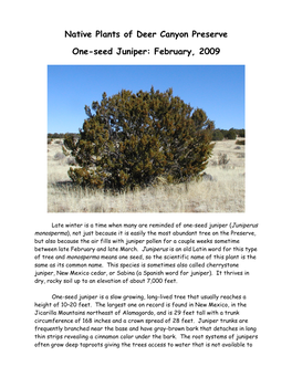 Native Plants of Deer Canyon Preserve One-Seed Juniper: February