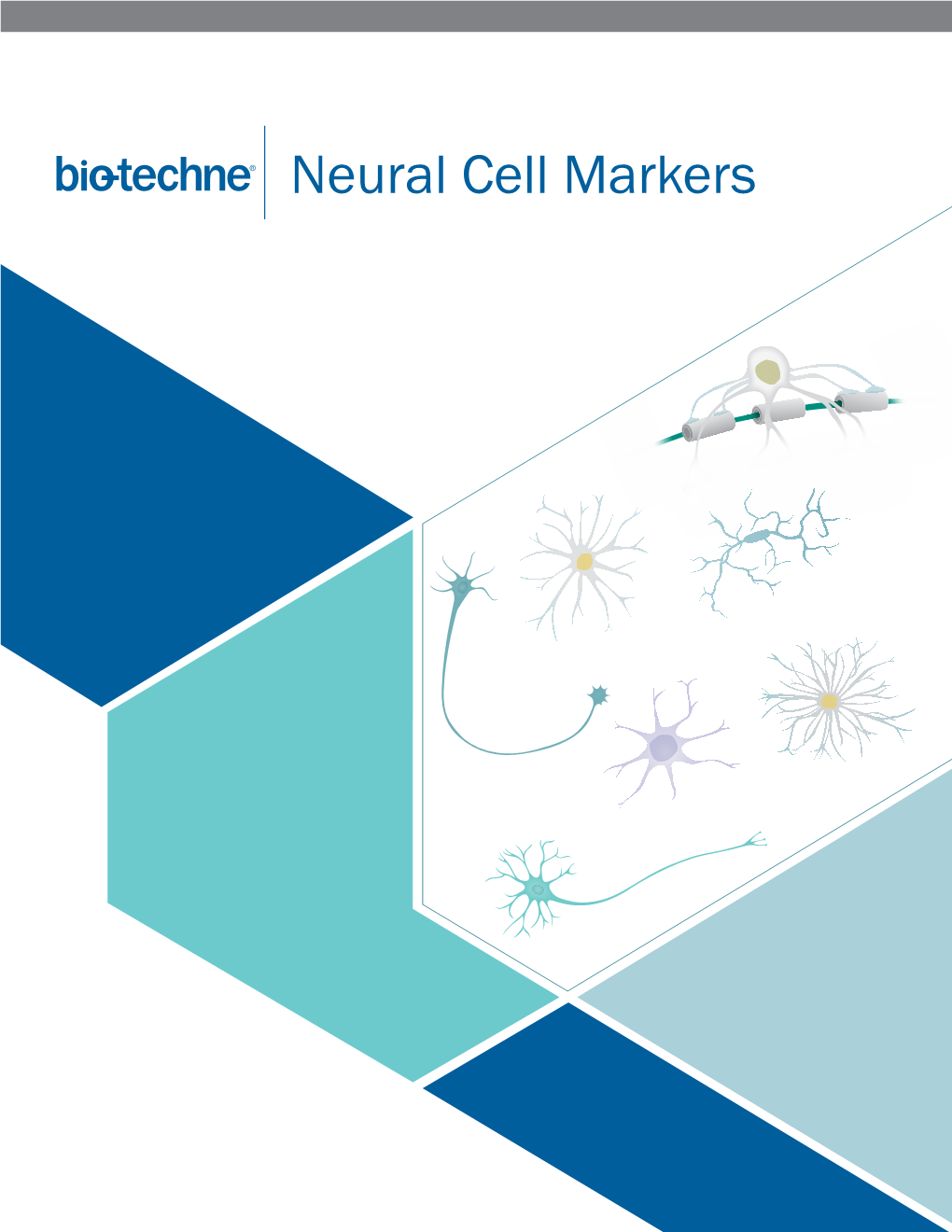 Neural Cell Markers Neural Cell Markers