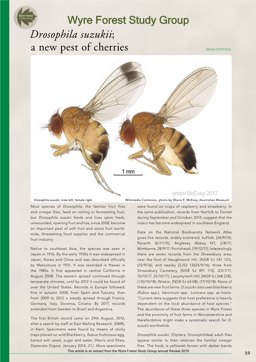 Drosophila Suzukii; a New Pest of Cherries Brian Stephens