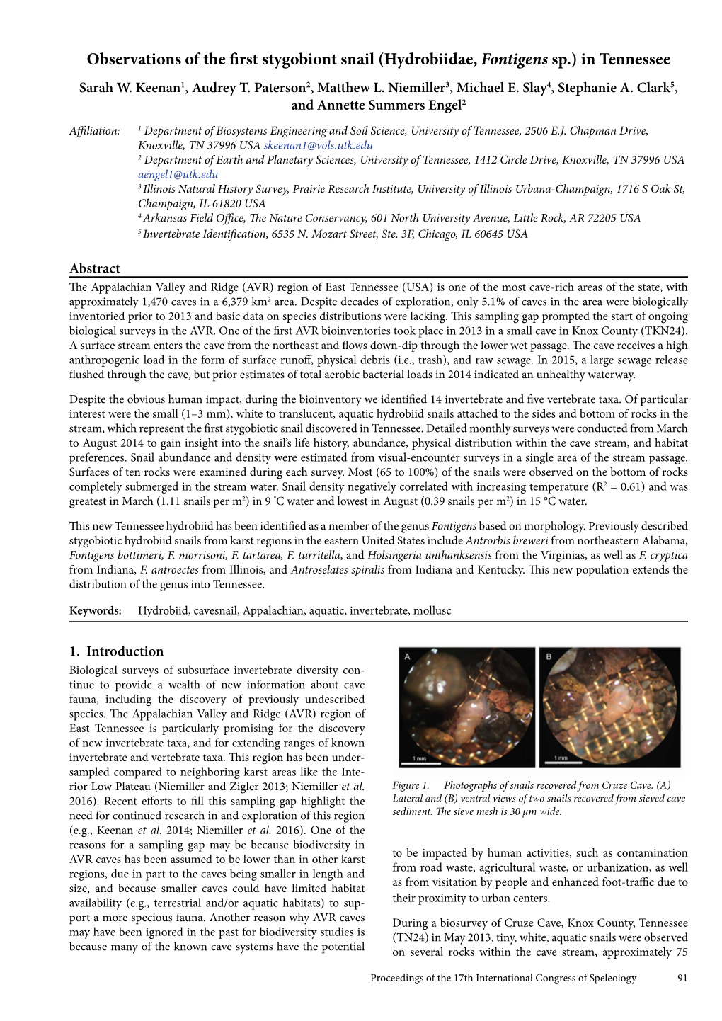 Observations of the First Stygobiont Snail (Hydrobiidae, Fontigens Sp