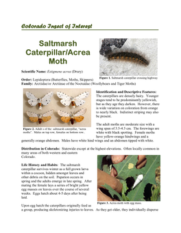 Saltmarsh Caterpillar/Acrea Moth