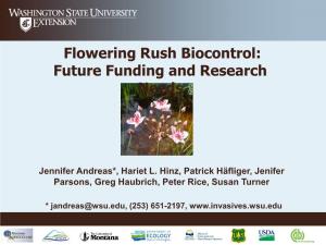 Flowering Rush Biocontrol: Future Funding and Research CABI