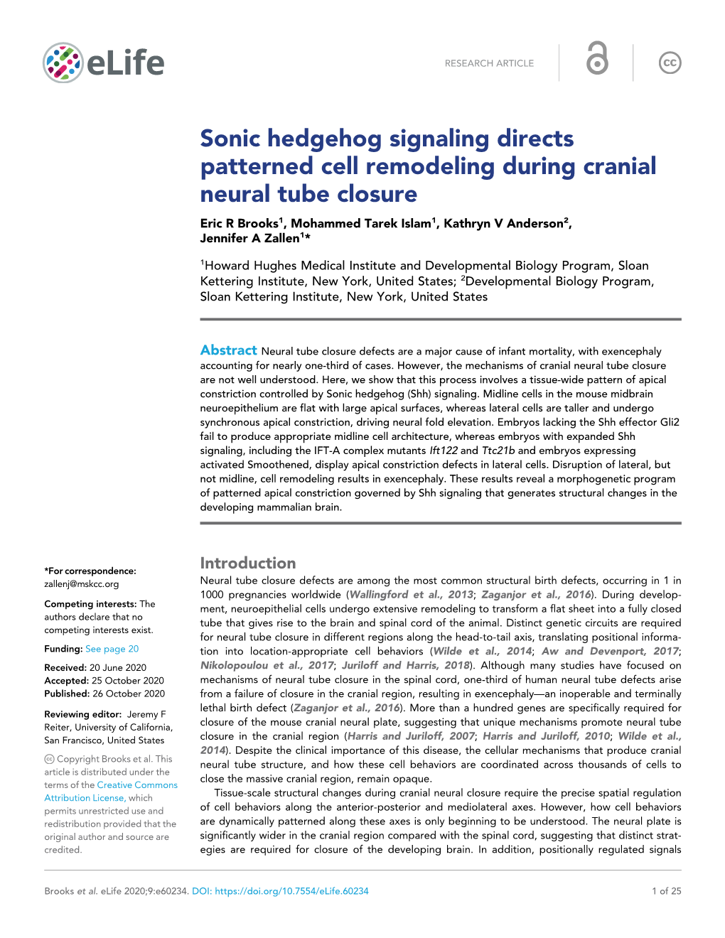 Sonic Hedgehog Signaling Directs Patterned Cell Remodeling During