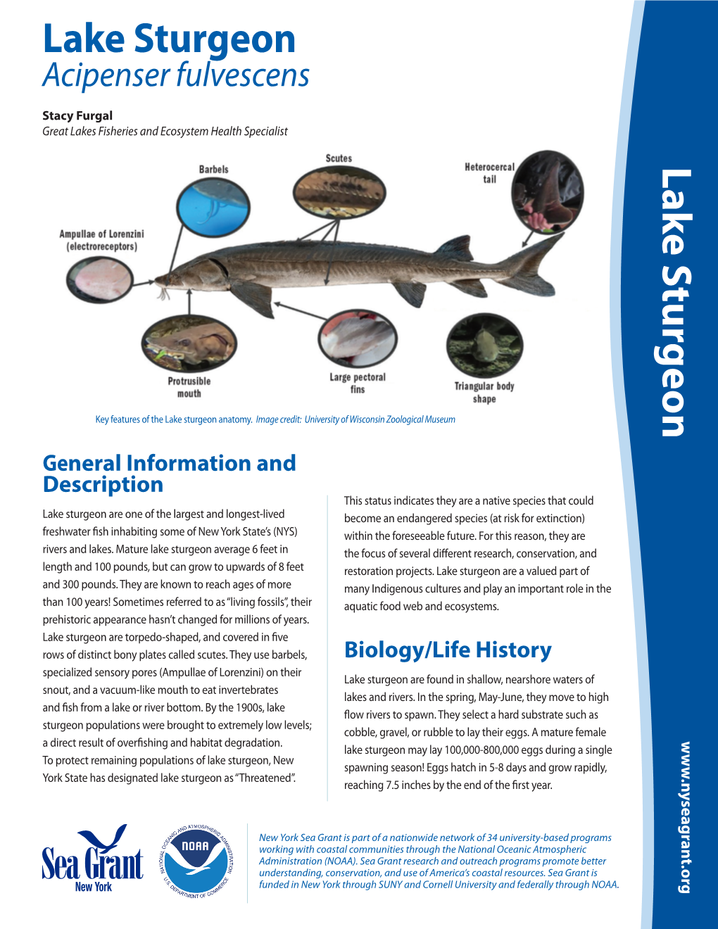 Lake Sturgeon Lake Sturgeon