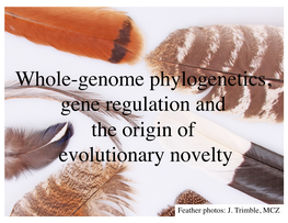 Whole-Genome Phylogenetics, Gene Regulation and the Origin of Evolutionary Novelty