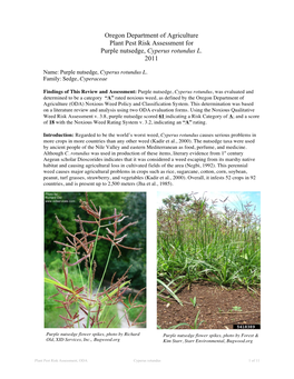 Purple Nutsedge (Cyperus Rotundus L.) Risk Assessment