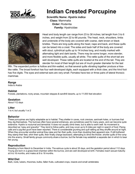 Indian Crested Porcupine Scientific Name: Hystrix Indica Class: Mammalia Order: Rodentia Family: Hystricidae