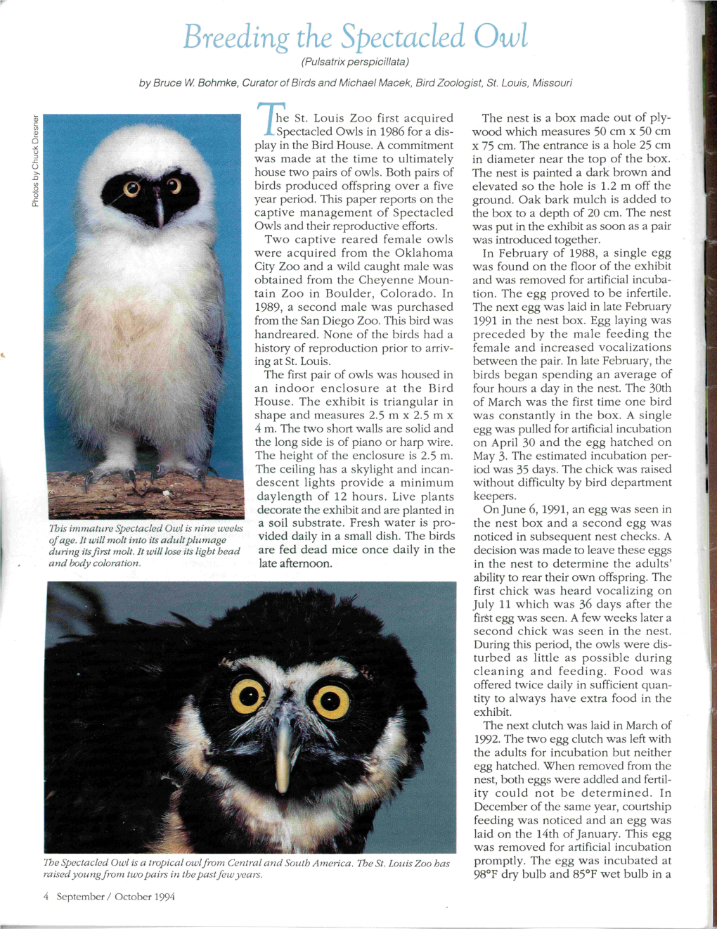 Reeding the Spectacled Owl (Pulsatrix Perspicillata)