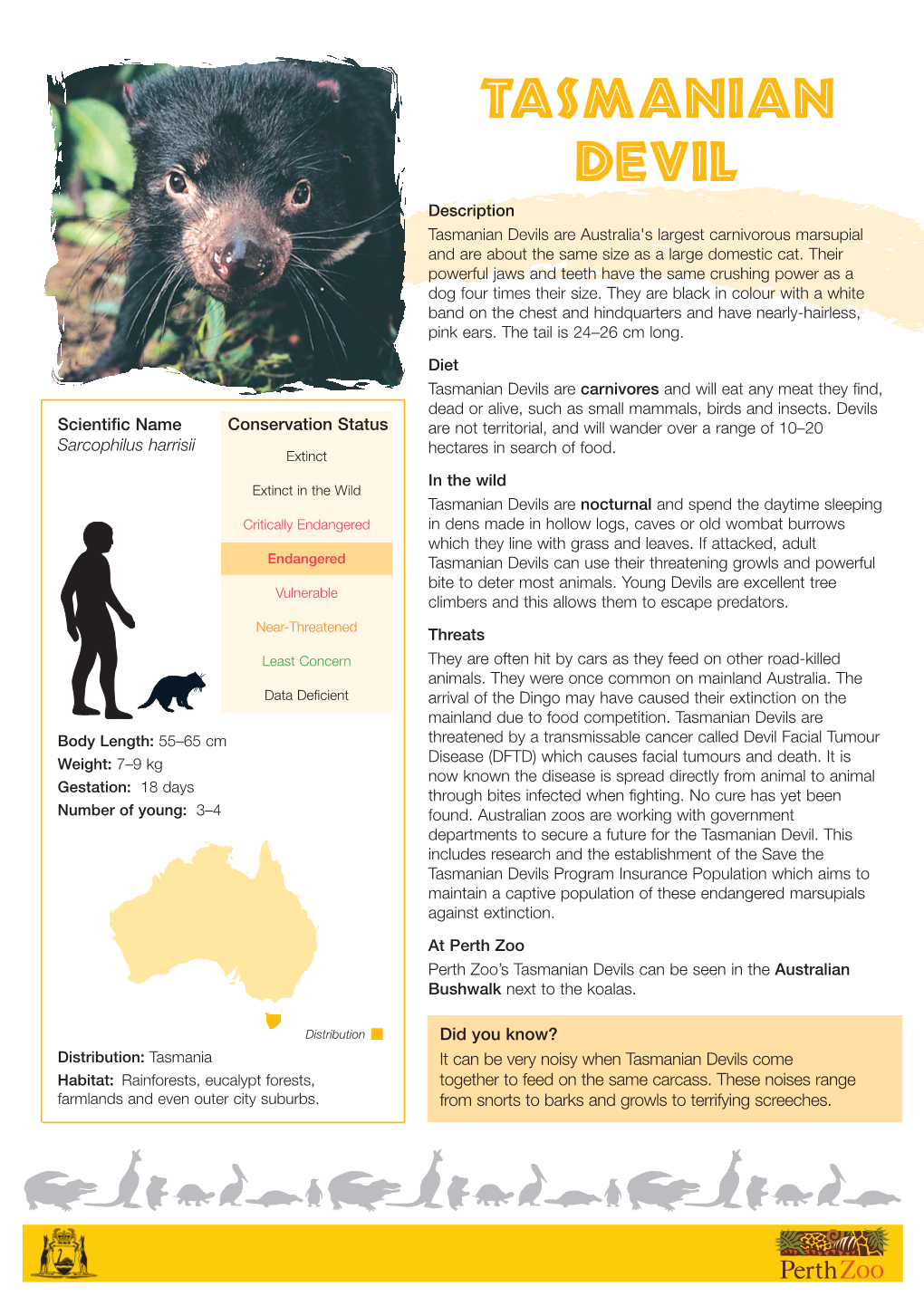 Tasmanian Devil