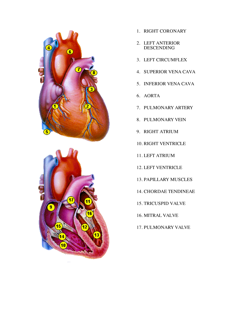 1. Right Coronary 2. Left Anterior Descending 3. Left