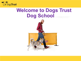 Welcome to Dogs Trust Dog School