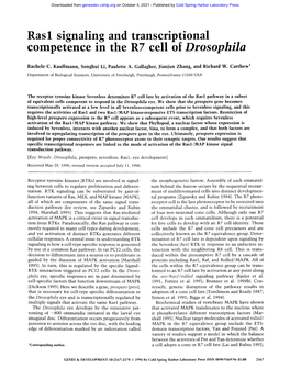 Rasl Signaling and Transcriptional Competence in the R7 Cell of Drosophila