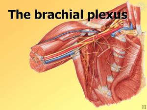 The Brachial Plexus the Brachial Plexus