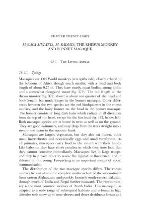 Macaca Mulatta, M. Radiata, the Rhesus Monkey and Bonnet Macaque