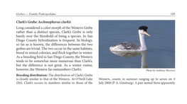 Clark's Grebe Aechmophorus Clarkii Long Considered a Color Morph Of