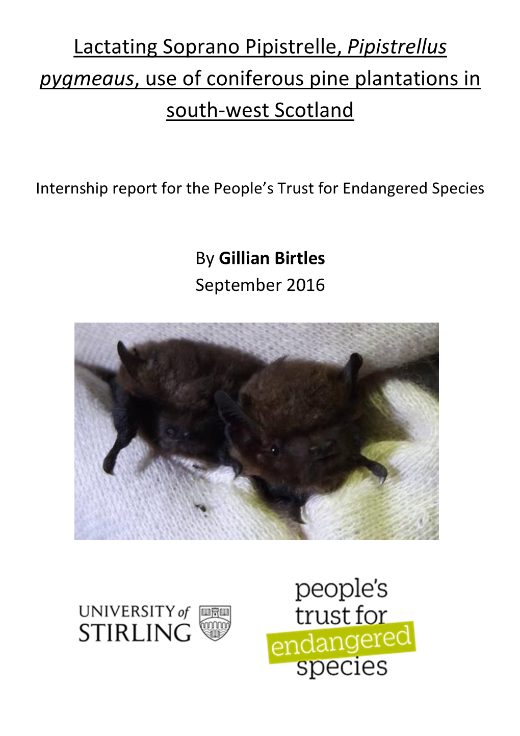 Lactating Soprano Pipistrelle, Pipistrellus Pygmeaus, Use of Coniferous Pine Plantations in South-West Scotland