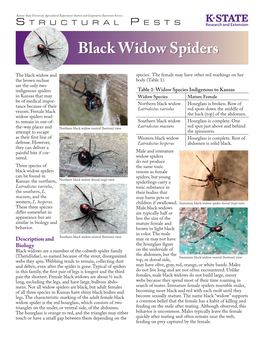 MF3346 Black Widow Spiders