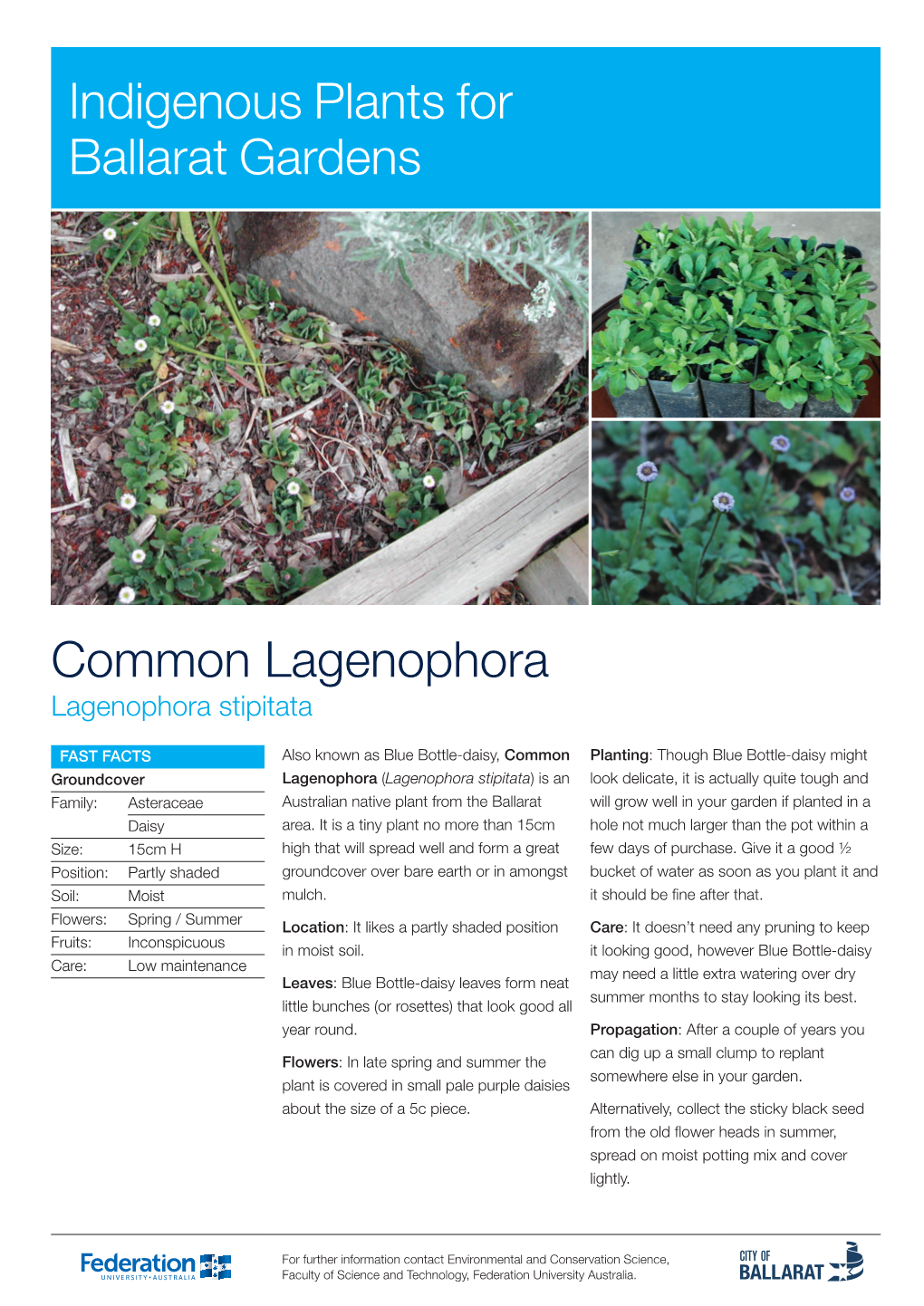 Common Lagenophora Indigenous Plants for Ballarat Gardens