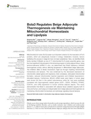 Bola3 Regulates Beige Adipocyte Thermogenesis Via Maintaining Mitochondrial Homeostasis and Lipolysis