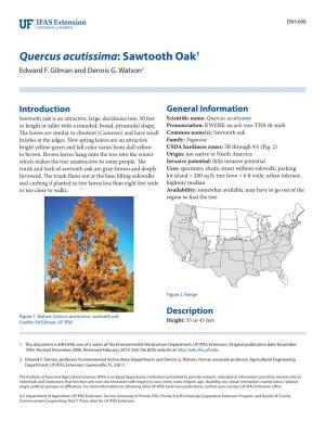 Quercus Acutissima: Sawtooth Oak1 Edward F