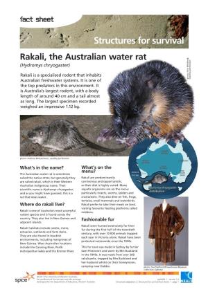 Structures for Survival Rakali, the Australian Water Rat (Hydromys Chryogaster)