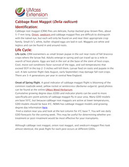 Cabbage Root Maggot (Delia Radicum) Identification: Life Cycle