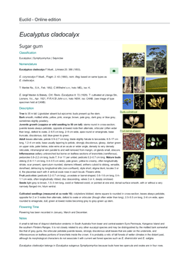 Eucalyptus Cladocalyx Sugar Gum Classification Eucalyptus | Symphyomyrtus | Sejunctae Nomenclature