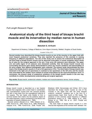 Anatomical Study of the Third Head of Biceps Brachii Muscle and Its Innervation by Median Nerve in Human Dissection