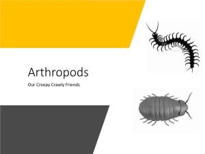 Arthropods Our Creepy Crawly Friends Arthropods Or Creepy Crawlies