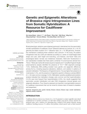 Genetic and Epigenetic Alterations of Brassica Nigra Introgression Lines from Somatic Hybridization: a Resource for Cauliflower