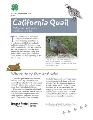 California Quail, Callipepla Californica, Is One of Americaʼs Most Interesting Game Birds