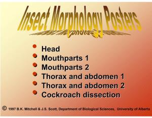• Mouthparts 1 • Mouthparts 2 • Thorax and Abdomen 1 • Thorax And