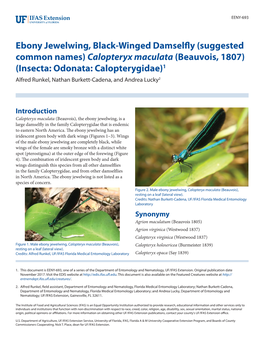 Ebony Jewelwing, Black-Winged Damselfly
