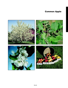 Common Apple