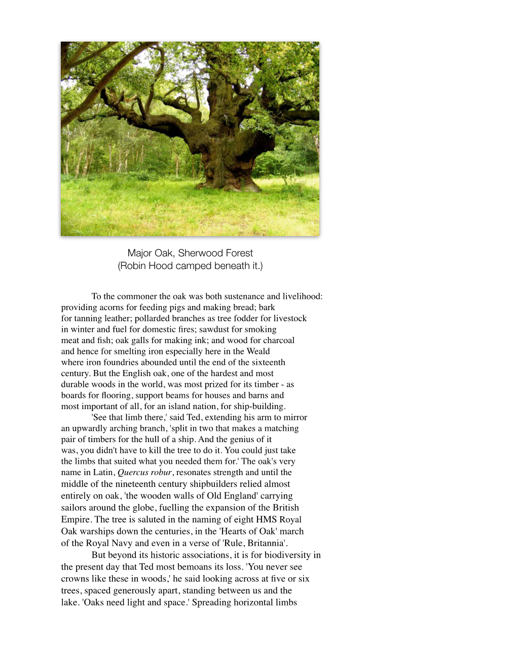 Major Oak, Sherwood Forest (Robin Hood Camped Beneath It.)